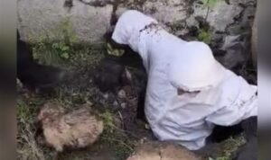 Diyarbakır’da kanala düşen yavru köpek itfaiye ekiplerince kurtarıldı – Yaşam