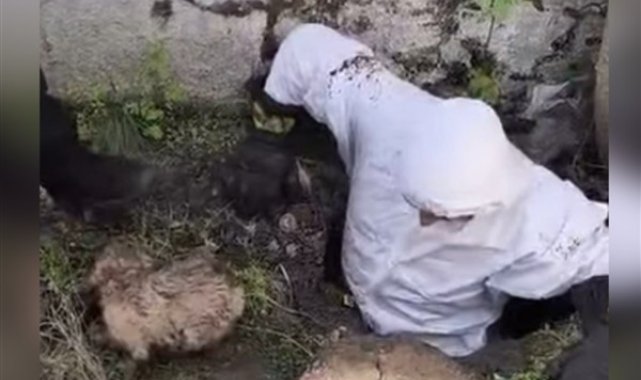 Diyarbakır’da kanala düşen yavru köpek itfaiye ekiplerince kurtarıldı – Yaşam
