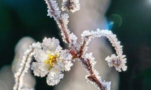 Meteoroloji’den zirai don uyarısı – Yaşam
