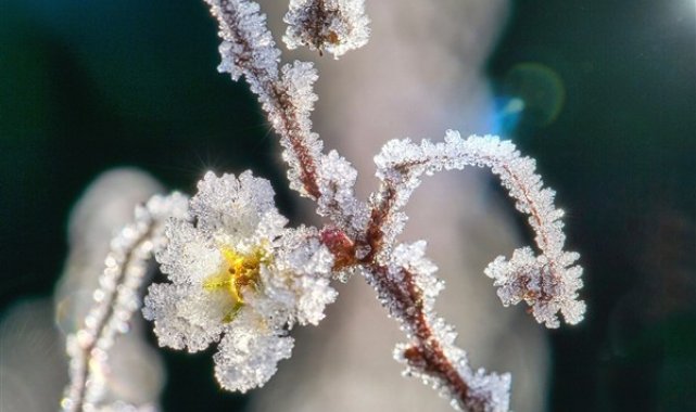 Meteoroloji’den zirai don uyarısı – Yaşam