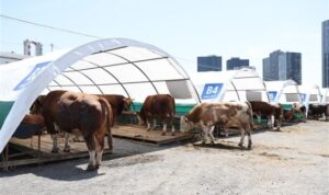 Bağcılar’da kurban pazarında hayvan satışları hızlandı – Yaşam