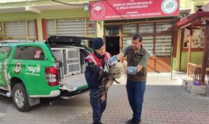 Karaman’da yaralı bulunan Leylek tedavi altına alındı – Gündem