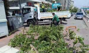 Manisa’da fırtınanın zarar verdiği ağaçlar kaldırıldı – Yaşam