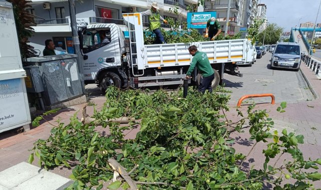 Manisa’da fırtınanın zarar verdiği ağaçlar kaldırıldı – Yaşam