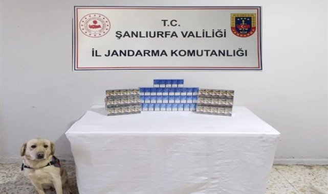 Şanlıurfa’da kaçakçılık operasyonu – Gündem