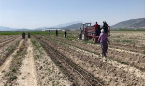 Sparga1 Tarım A.Ş. Türkiye’de kuşkonmaz üretiminde yeni bir dönem başlatıyor – Ekonomi