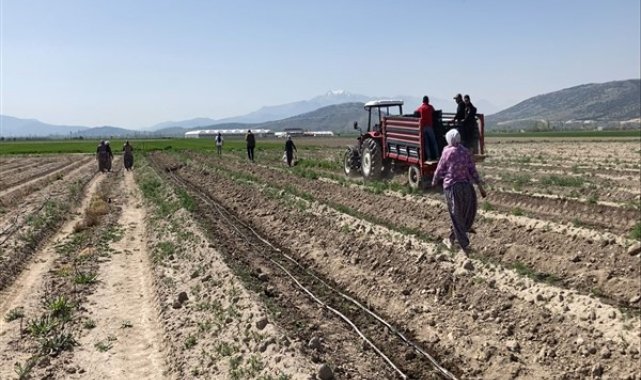 Sparga1 Tarım A.Ş. Türkiye’de kuşkonmaz üretiminde yeni bir dönem başlatıyor – Ekonomi