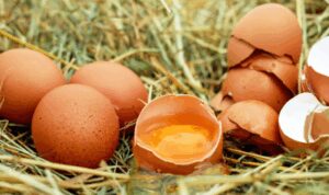 TÜİK – Tavuk yumurtası üretimi Mart’ta yüzde 8,8 azalışla 1,63 milyar adete düştü – Ekonomi